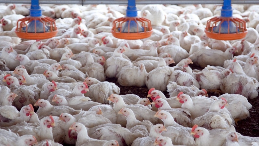Destinan $7450 millones para asistir a productores avícolas afectados por Influenza Aviar