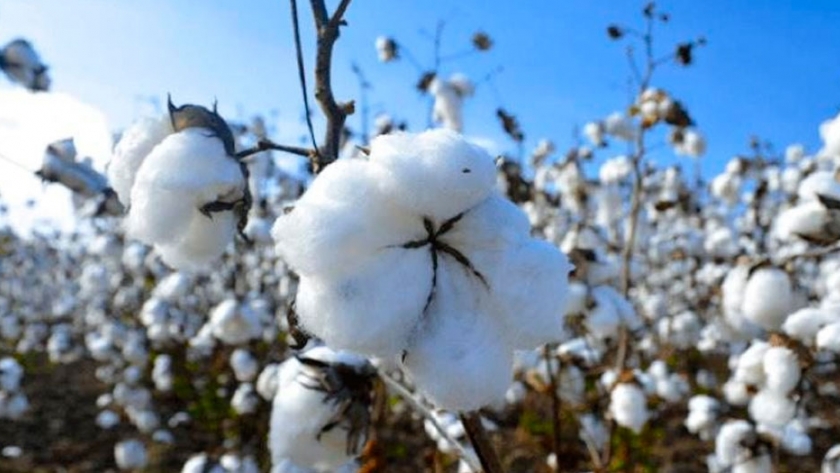 Argentina busca producir algodón certificado