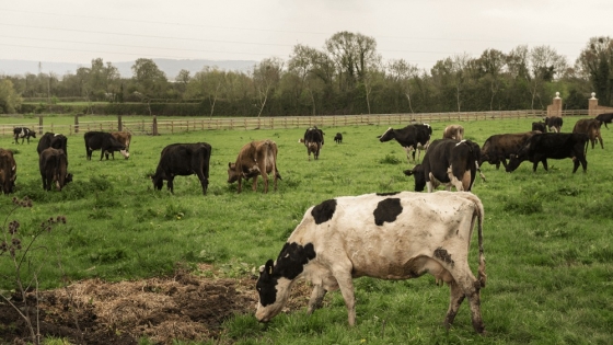 Agricultura y ganadería integradas: claves para una transición hacia modelos mixtos y más sustentables