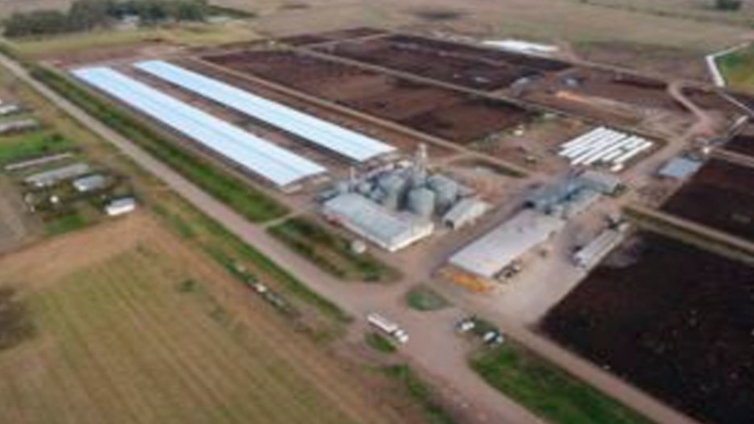 En Saladillo, un feedlot abre el camino a la sustentabilidad con pisos de hormigón y techo para los bovinos