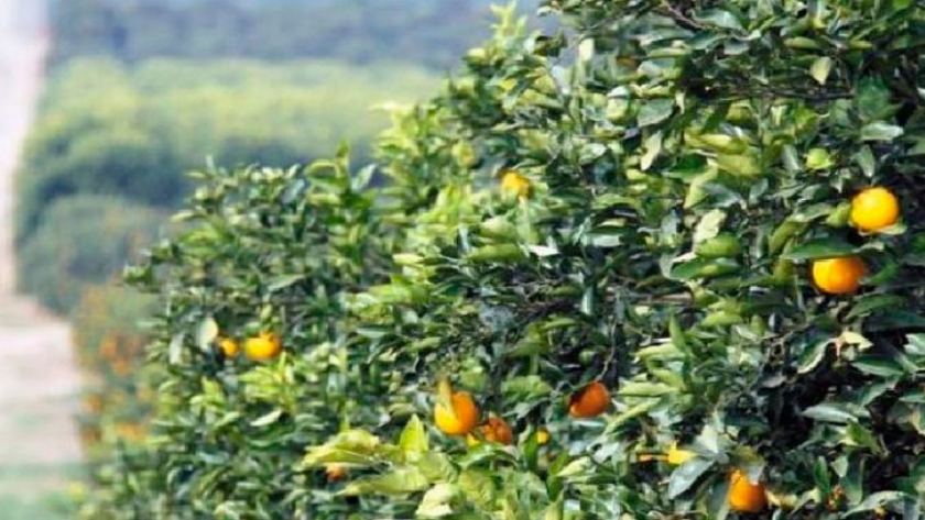 La produccion de citricos cayó un 40 %