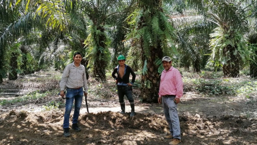 Primera red de palmicultores sostenibles del Perú impulsan en San Martín