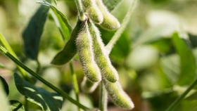 El planteo de sojas cortas que repone nitrógeno y es rentable en la Patagonia