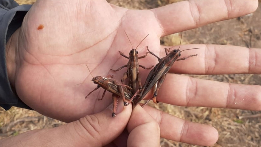 Langostas: fueron detectadas dos mangas ubicadas en el norte del país