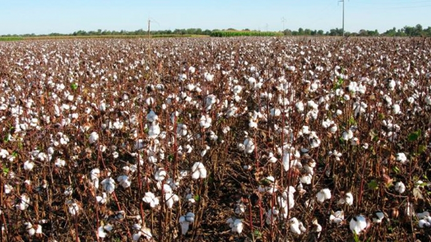 Aprobaron un nuevo algodón biotecnológico