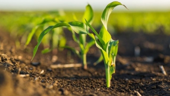 Boro: advierte sobre la caída en suelos agrícolas