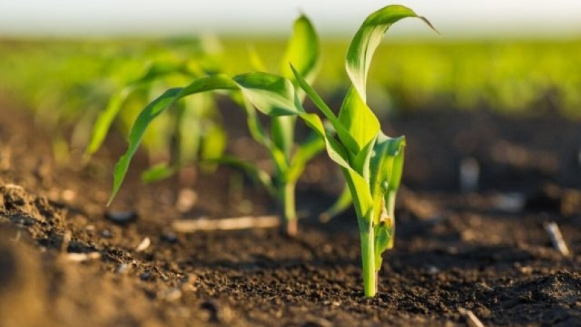 Boro: advierte sobre la caída en suelos agrícolas