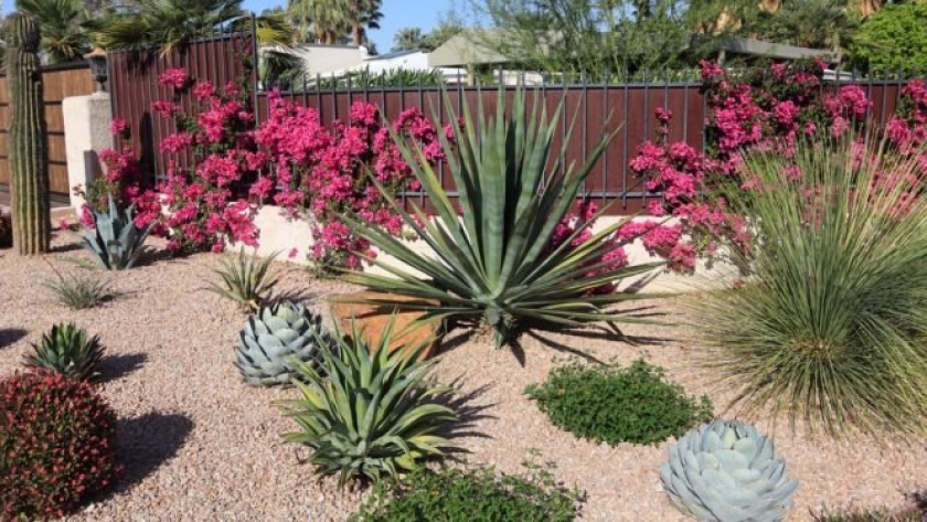 Xerojardinería: la última tendencia en paisajismo para ahorrar agua