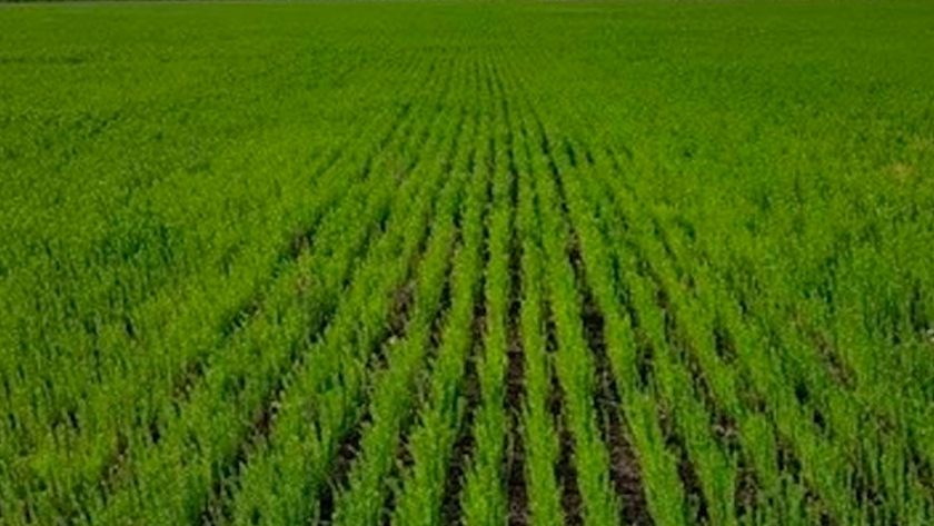 Por las heladas, se estiman perdidas en el área de colza
