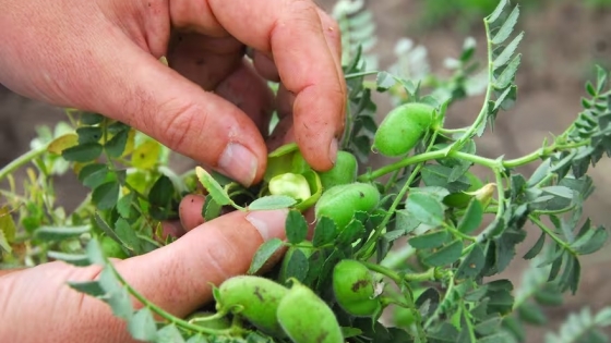 Productores del NOA en alerta por exigencias del Inase sobre semillas de garbanzo