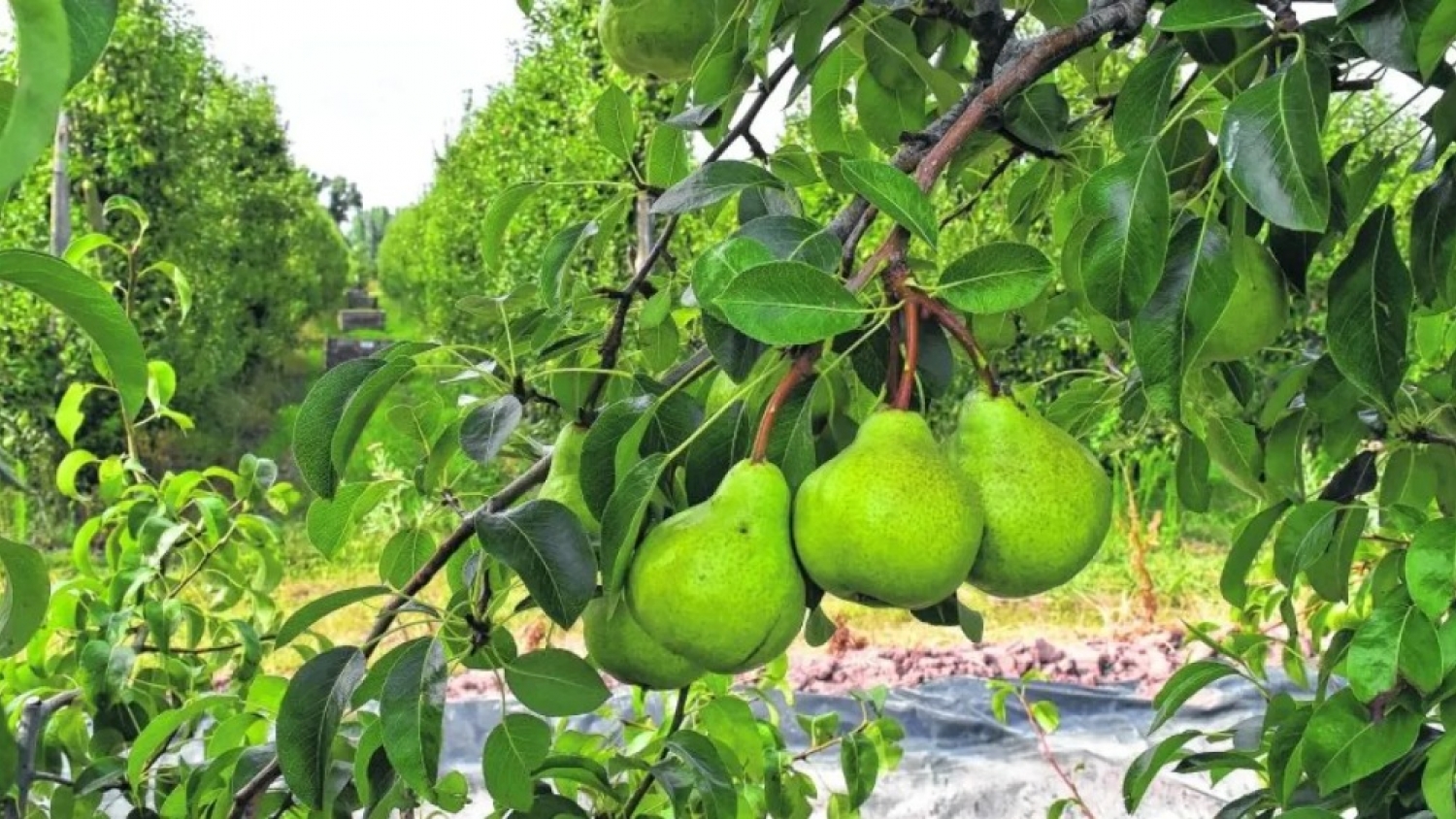 Tras las lluvias, alertan riesgo severo de sarna y mancha marrón del peral en el Alto Valle