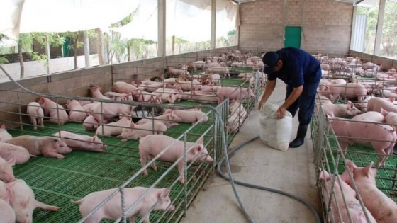 Agricultura reabrirá el Programa de Fortalecimiento Productivo Argentino para productores porcinos