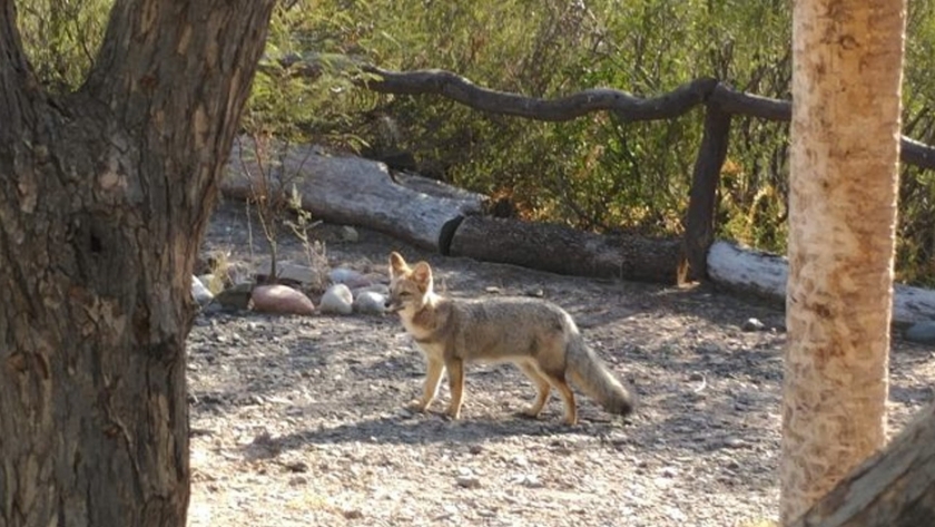 Encuentros con fauna silvestre: recomendaciones y sugerencias