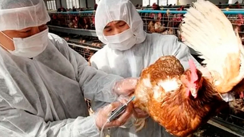 Sacrifican casi 19 millones de aves en Corea del Sur tras un brote de gripe aviar