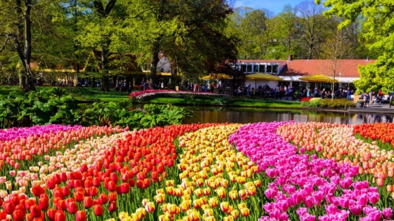 El cambio climático vuelve locos a los jardineros de los Países Bajos