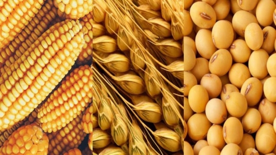Ralentización en exportaciones de harina de soja en mayo: Análisis del mercado de granos