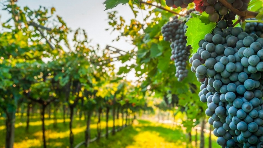 Las bodegas argentinas sustentables ganan espacio en el mercado internacional
