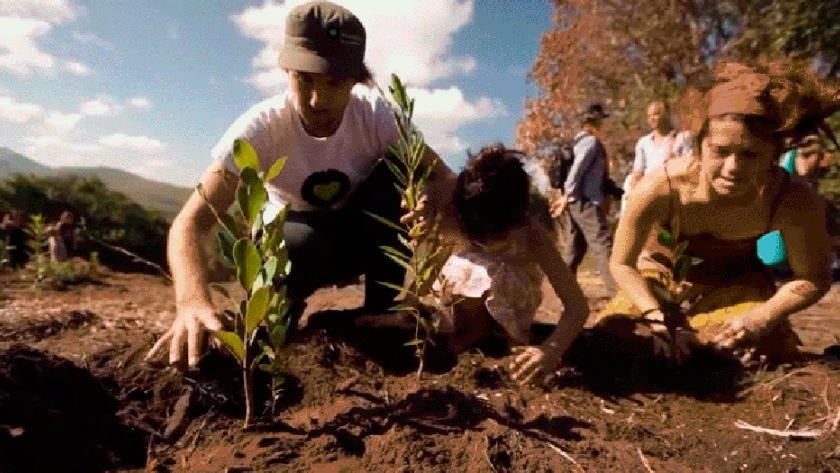 Plantación masiva de árboles, ¿es la solución al cambio climático?