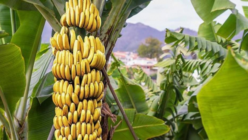 COVID-19: Costa Rica aprobó un protocolo sanitario para el sector bananero