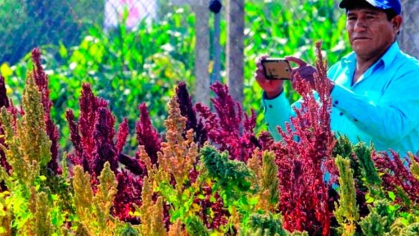Bolivia gestiona exportación de quinua al mercado ruso