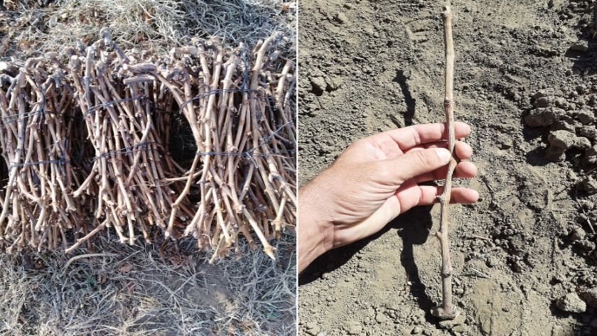 Sol Puntano trabaja para mejorar la producción de uvas