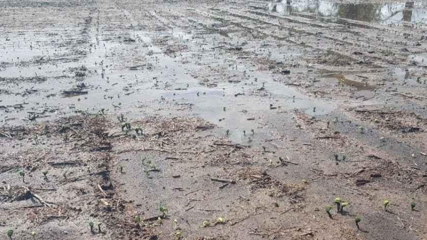 Centro norte de Santa Fe: pese a las lluvias, ya se sembró la mitad de la superficie con soja
