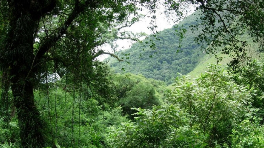 "Salta tiene la mayor porción de bosques y biodiversidad de toda la Nación"