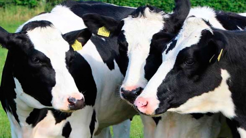 Bioter presentó RUMET, suplemento nutricional que aumenta hasta un 10% la producción de leche