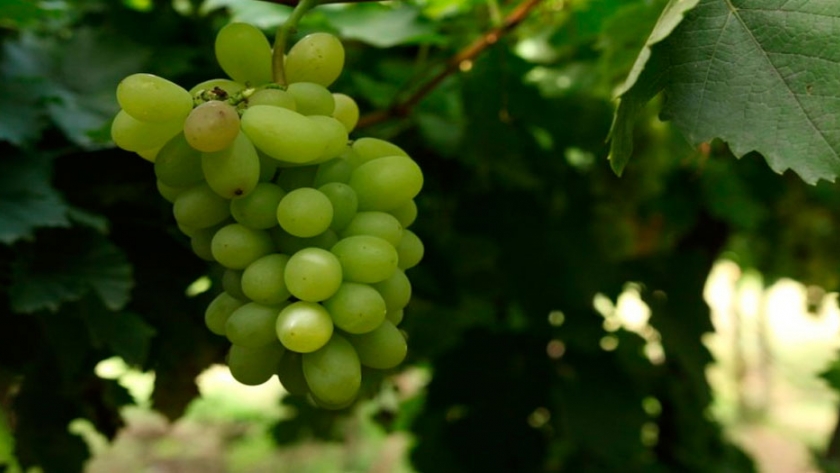 Acuerdo para la exportación de uvas frescas desde la Argentina a China