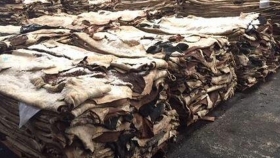 Chubut: certificación de la primera exportación de 100 toneladas de cueros bovinos a China