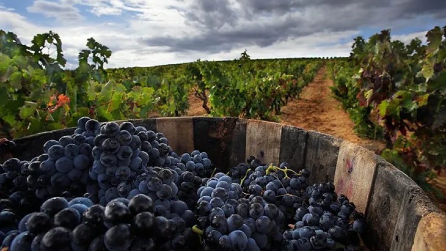 Vino argentino: el sello de sustentabilidad que busca ganar espacio en los mercados internacionales