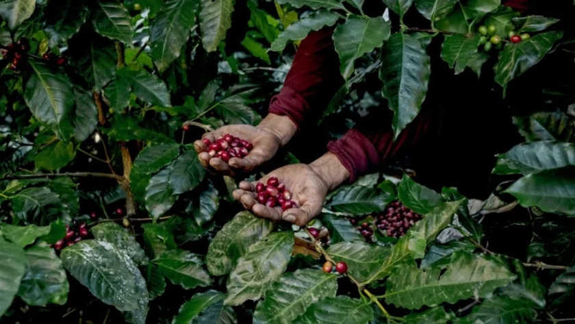 FNC lanzó canal de venta en línea para potenciar marcas de café 100% colombiano