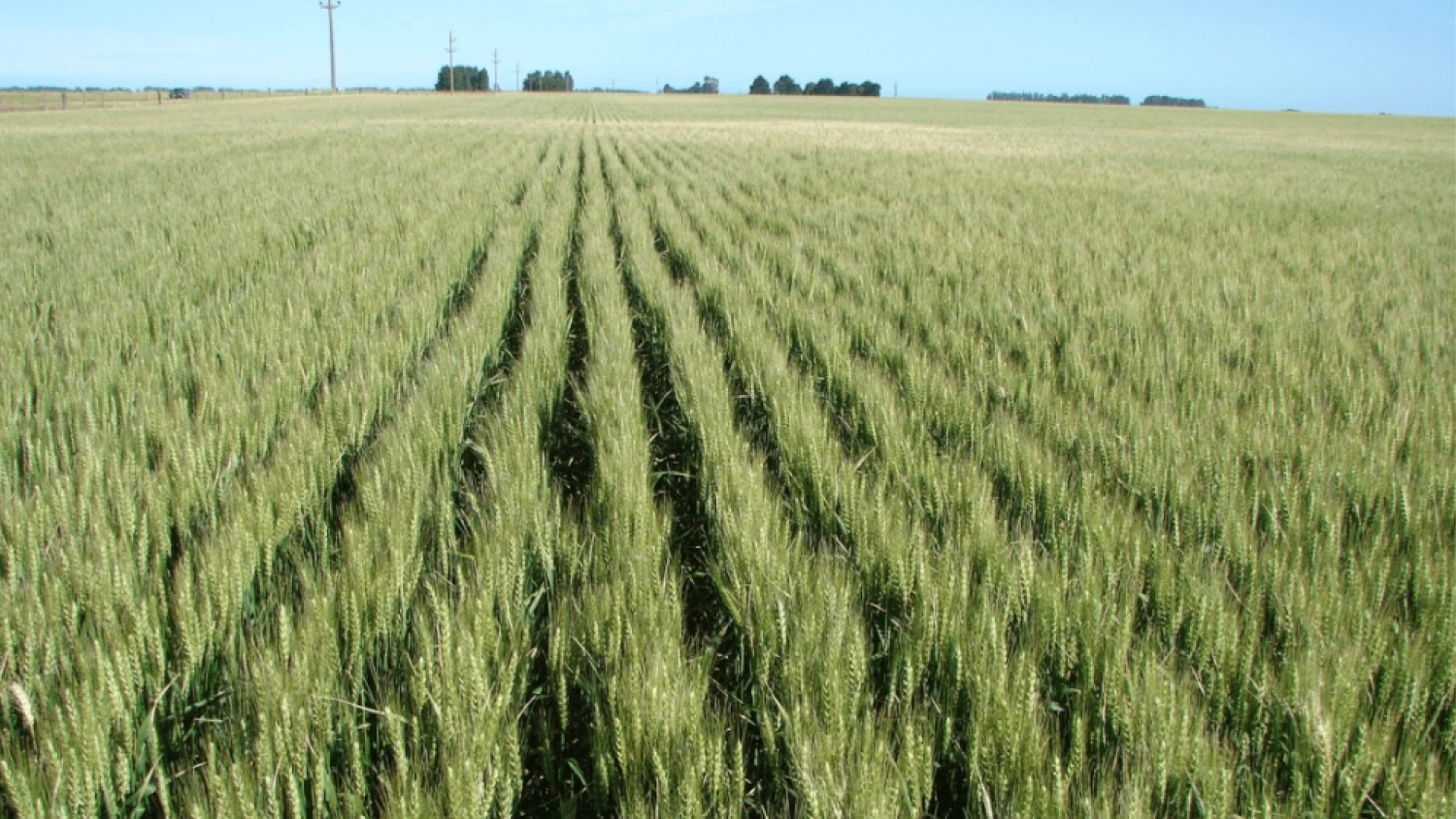 Trigo y cultivos de invierno resisten el exceso de agua , pero hay lotes en alerta