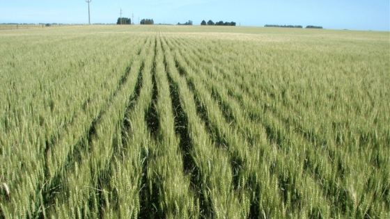 Trigo y cultivos de invierno resisten el exceso de agua , pero hay lotes en alerta