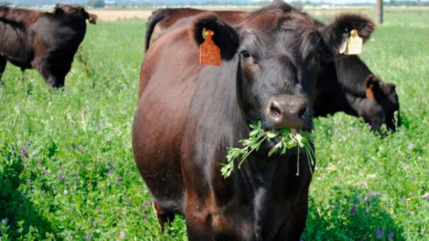 Enteque seco: cómo identificar intoxicación por duraznillo blanco en vacas de cría