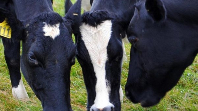 Las sorprendentes maneras para reducir los gases contaminantes que producen las vacas Vacas