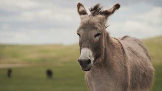 La producción de burros busca consolidarse y tendrá su congreso nacional en octubre