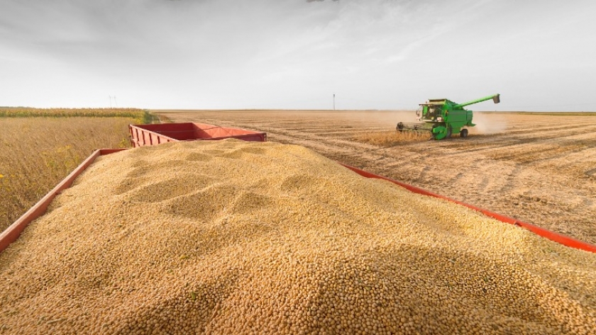 Soja: baja estimación internacional para la cosecha Argentina