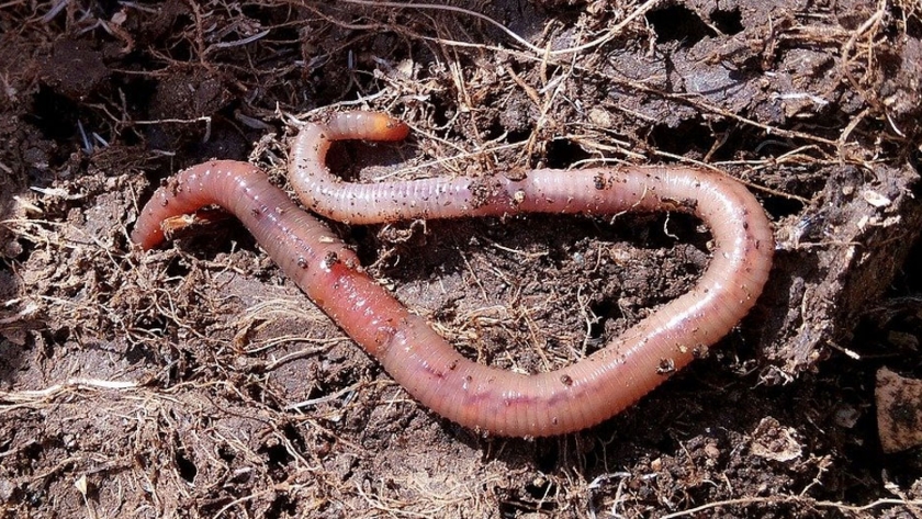 AP-WASTE: lombrices para degradar plásticos agrícolas