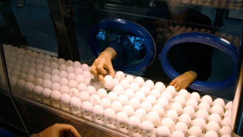 Las granjas secretas de EEUU donde crían millones de gallinas para producir vacunas