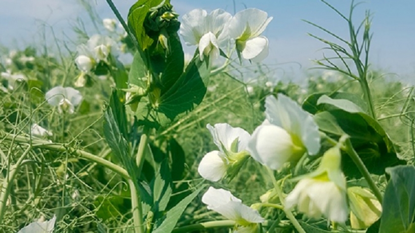 Primogénita FCA-INTA, la primera variedad de arveja de semilla verde