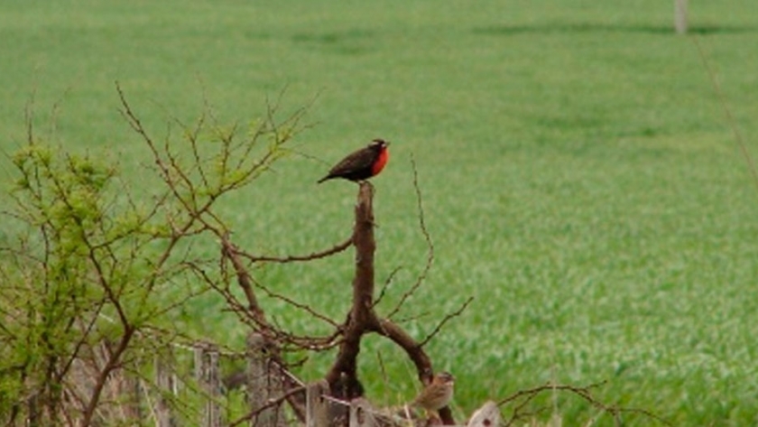 Estudian el efecto de la agricultura sobre las aves