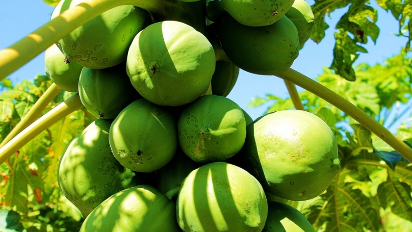 Cosecha de mamón: El Agro acompaña en territorio el desarrollo de la producción en el contexto de Covid-19