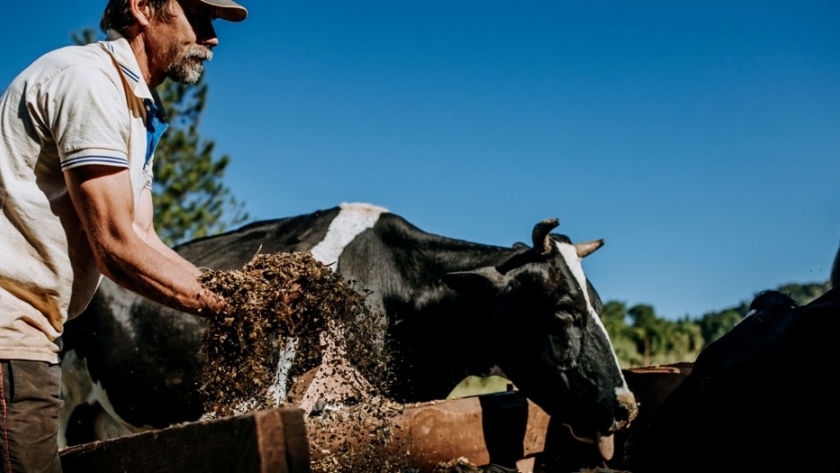 La vacuna antiaftosa será gratuita para pequeños productores