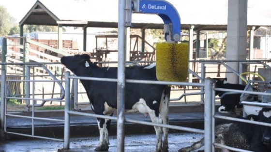 Lechería del norte: la clave ya no es la genética, sino lograr que las vacas expresen todo su potencial productivo
