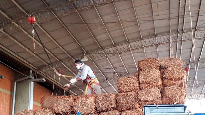 Sin Massalin, marcha lento el acopio de tabaco en Misiones