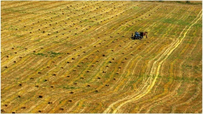 Día Mundial del Campo