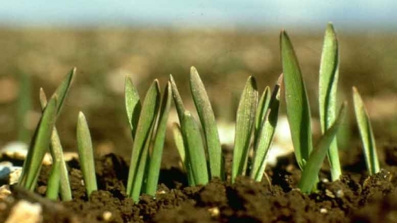 En Córdoba, el campo apuesta al trigo: sigue aumentando la intención de siembra