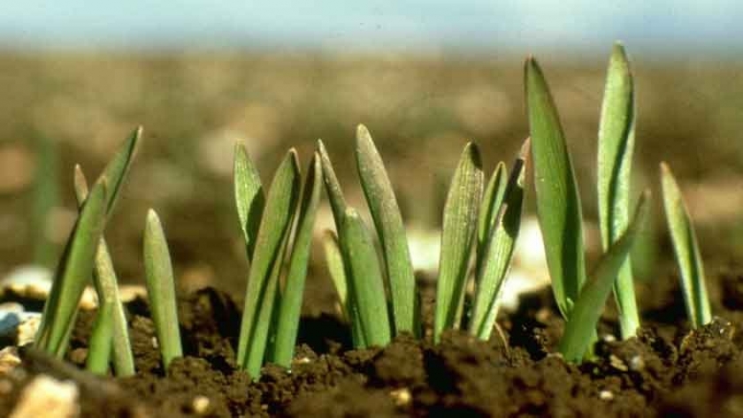 En Córdoba, el campo apuesta al trigo: sigue aumentando la intención de siembra