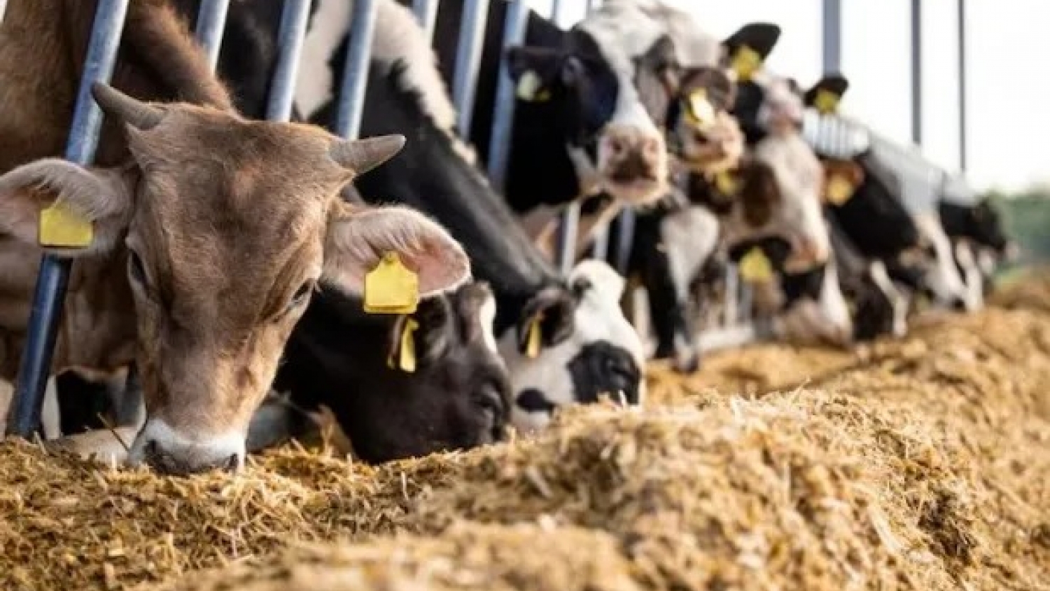 Nutrición animal: empleo, mercados y bioseguridad en Argentina